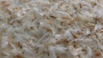 Psyllium Husk 100 Gram