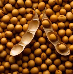 Kacang Kedelai 500 gram