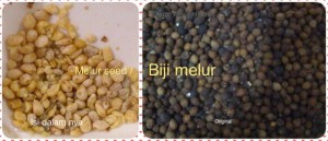 Melur Seed / Biji Melur