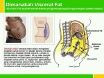 Visceral Fat / Belly Fat
