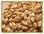 Wheat grain 100g