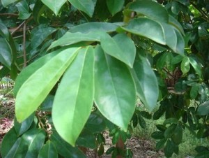 Daun Sirsak serbuk / Soursop Leaf Powder 50g